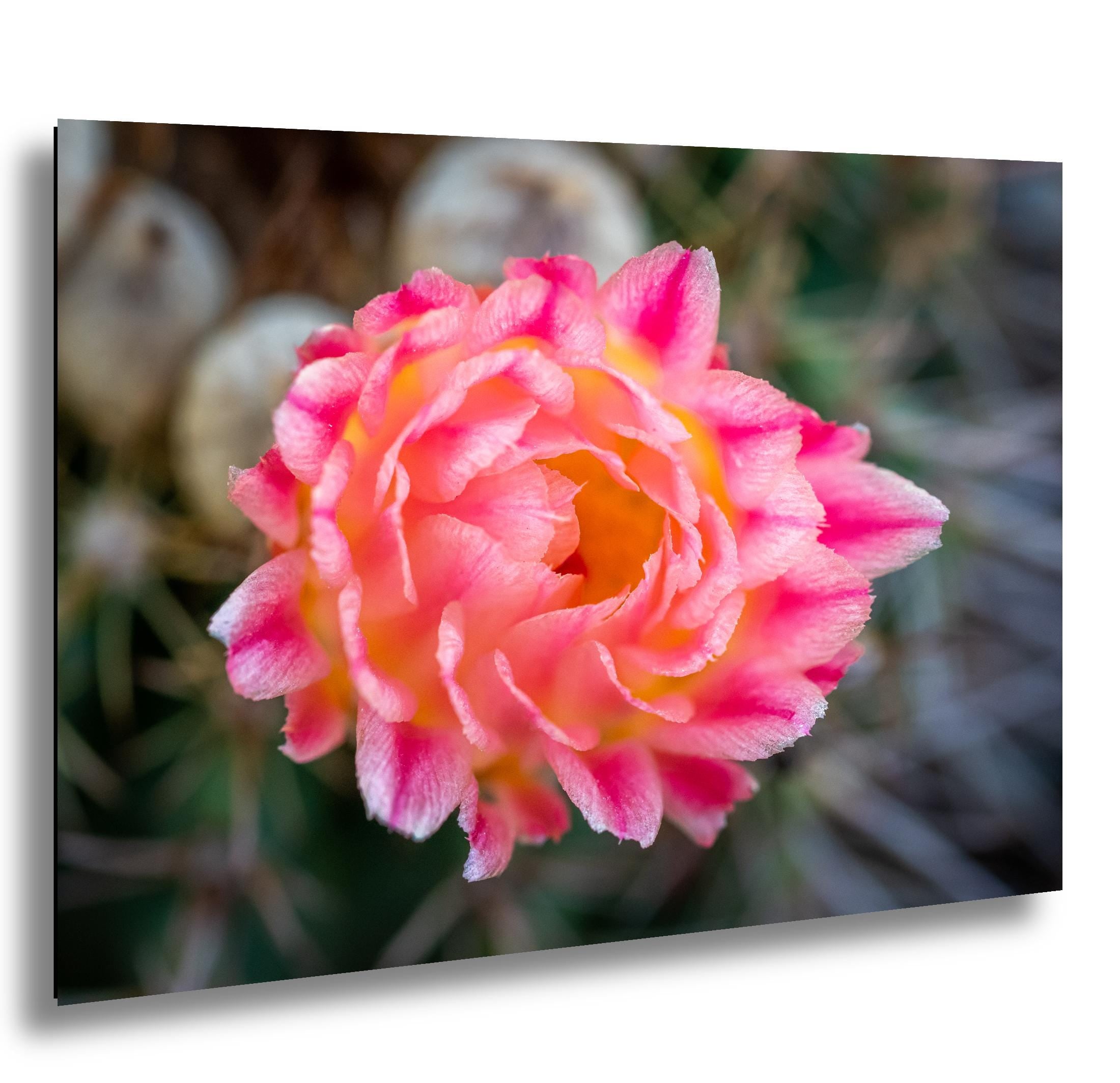 Pink-and-peach cactus flower close-up with ruffled petals and yellow center, Tucson.
