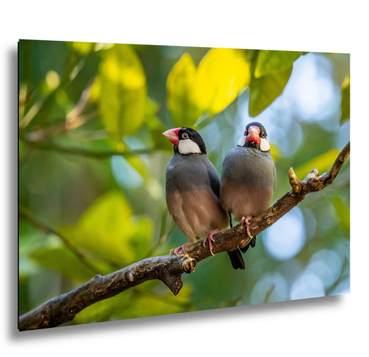 Pair of Java Sparrows on Branch, Wildlife Bird Lover Photography Wall Art