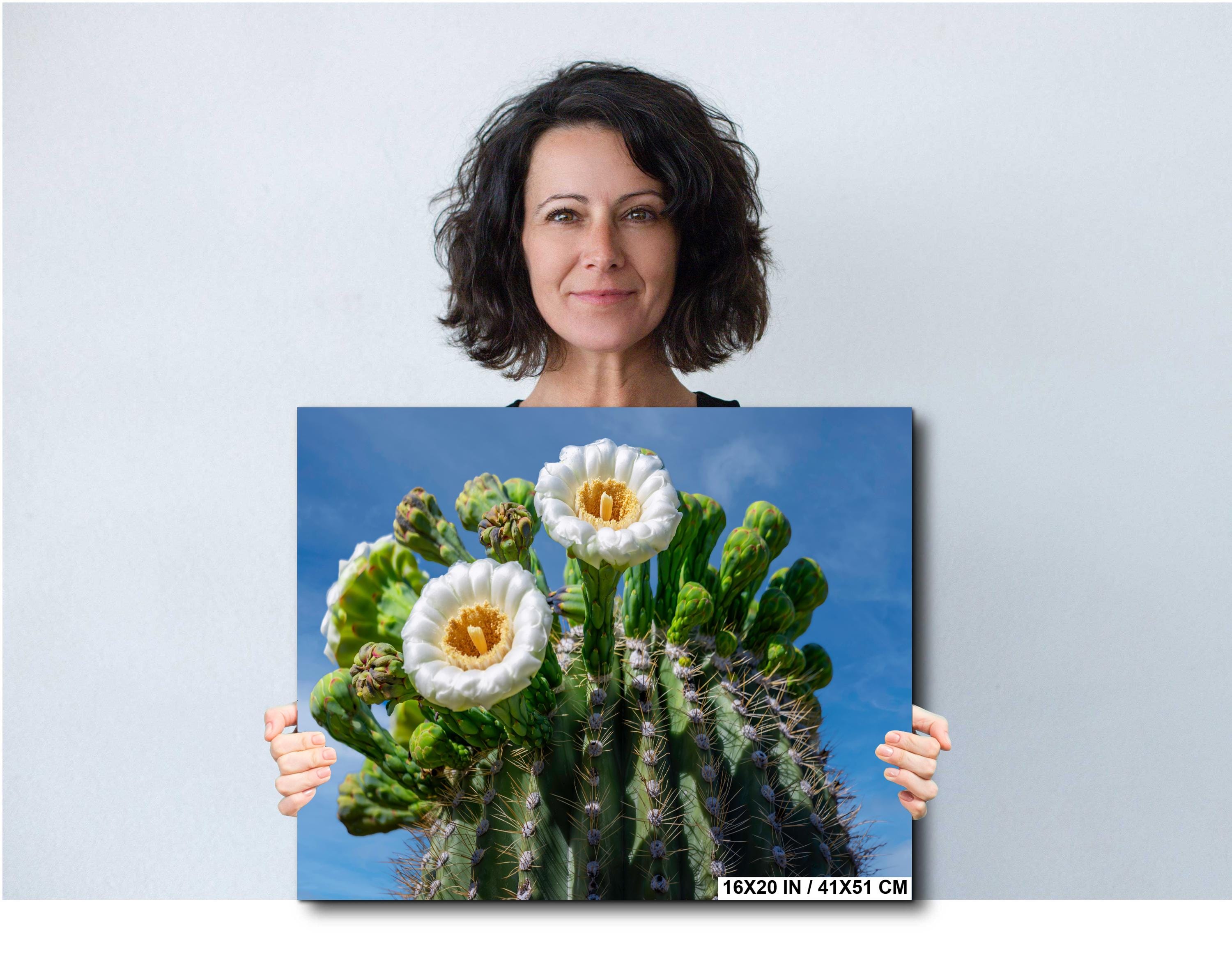 Saguaro Cactus Flower Close Up Saguaro National Park Tucson Arizona Wall Art Photography Print, Sonoran Desert Bloom Macro, Nature Decor