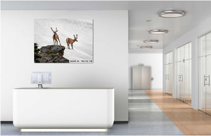 Bull Elk Duo on Summer Snow Rocky Mountain National Park Colorado Photo Print, Alpine Wildlife Wall Art Decor Aluminum/Acrylic/Metal/Canvas