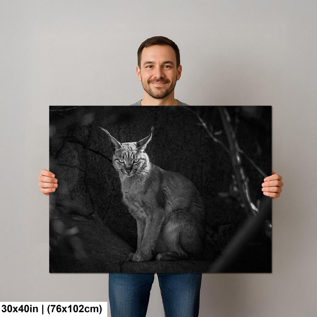Caracal Wild Cat: African Animal Black and White Photography Wall Art Decor
