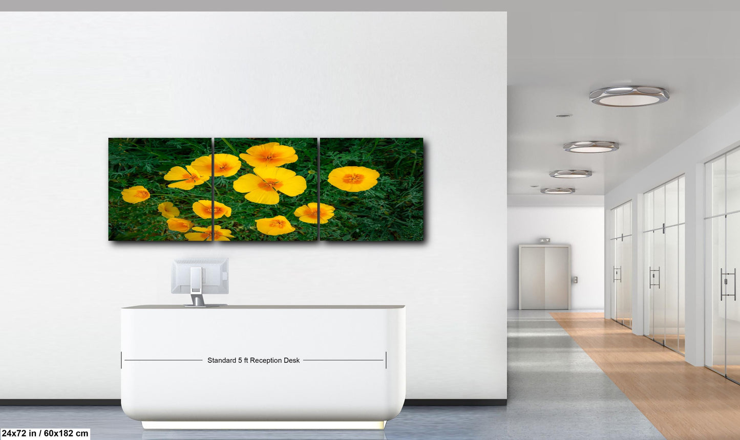 California Poppy Flowers in Bloom - Sonoran Desert Arizona - Tucson Catalina State Park Photography Print