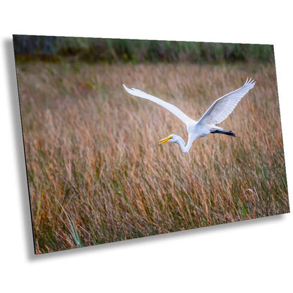 Everglades Egret In Flight: Great White Egret Everglades National Park Florida Print Wall Art Photography Aluminum/Acrylic/Metal/Canvas