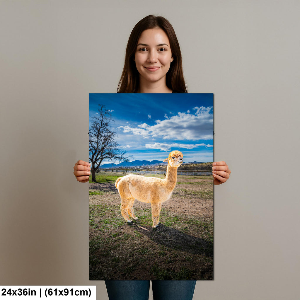 Alpaca Portrait in Mountain Pasture - Benson Arizona Photography Print