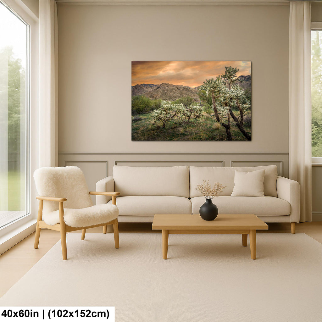 Cholla Cactus at Sunset in Catalina State Park Tucson Arizona Photography Print