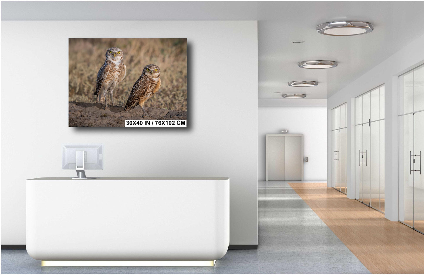 Burrowing Owls Pair Badlands National Park South Dakota Wildlife Photo Print, Nature Wall Art Decor Bird Wildlife Photography Metal Canvas