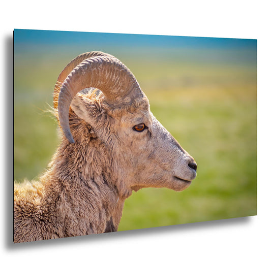 Bighorn Sheep Side Face Badlands National Park South Dakota Wildlife Photo Print, Nature Wall Art Decor, Animal Photography Home Decor