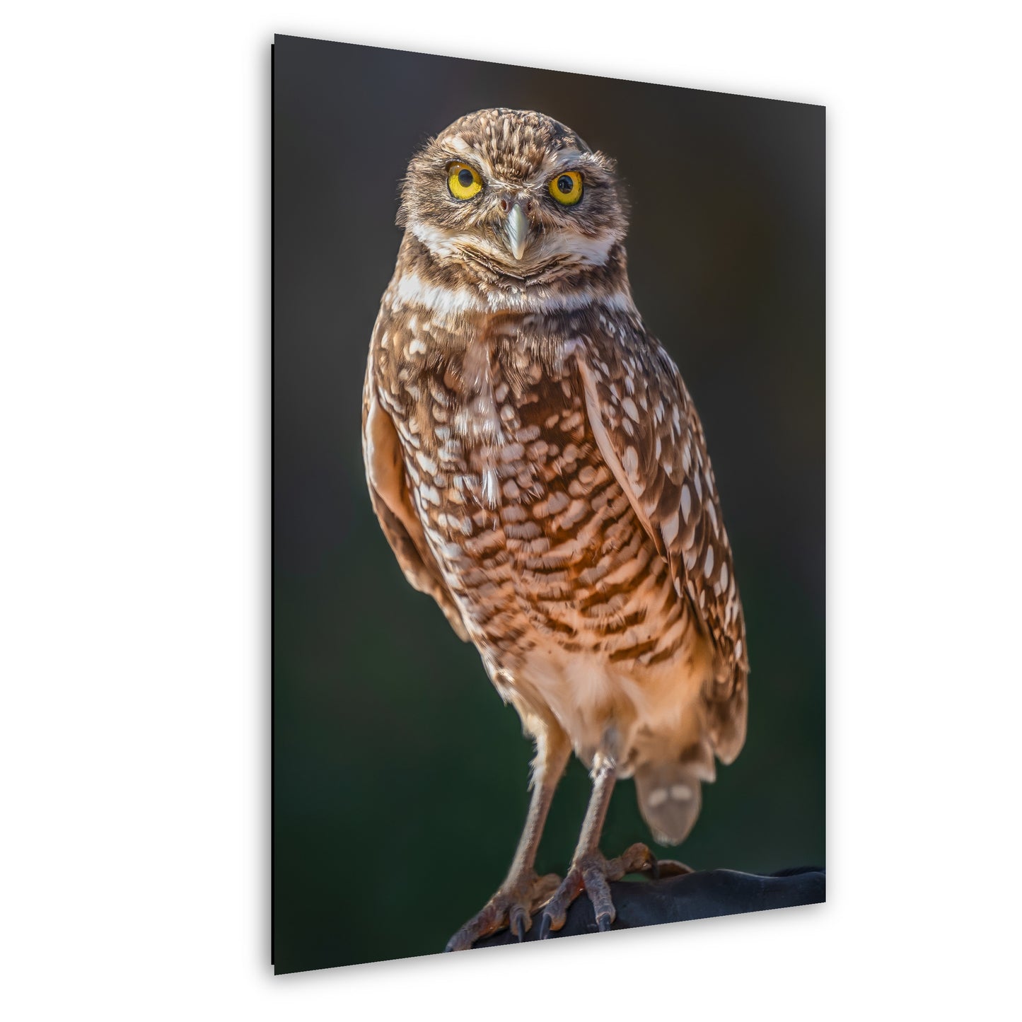 A close-up photograph of a brown and white spotted owl perched on a branch, with its yellow eyes and beak clearly visible.