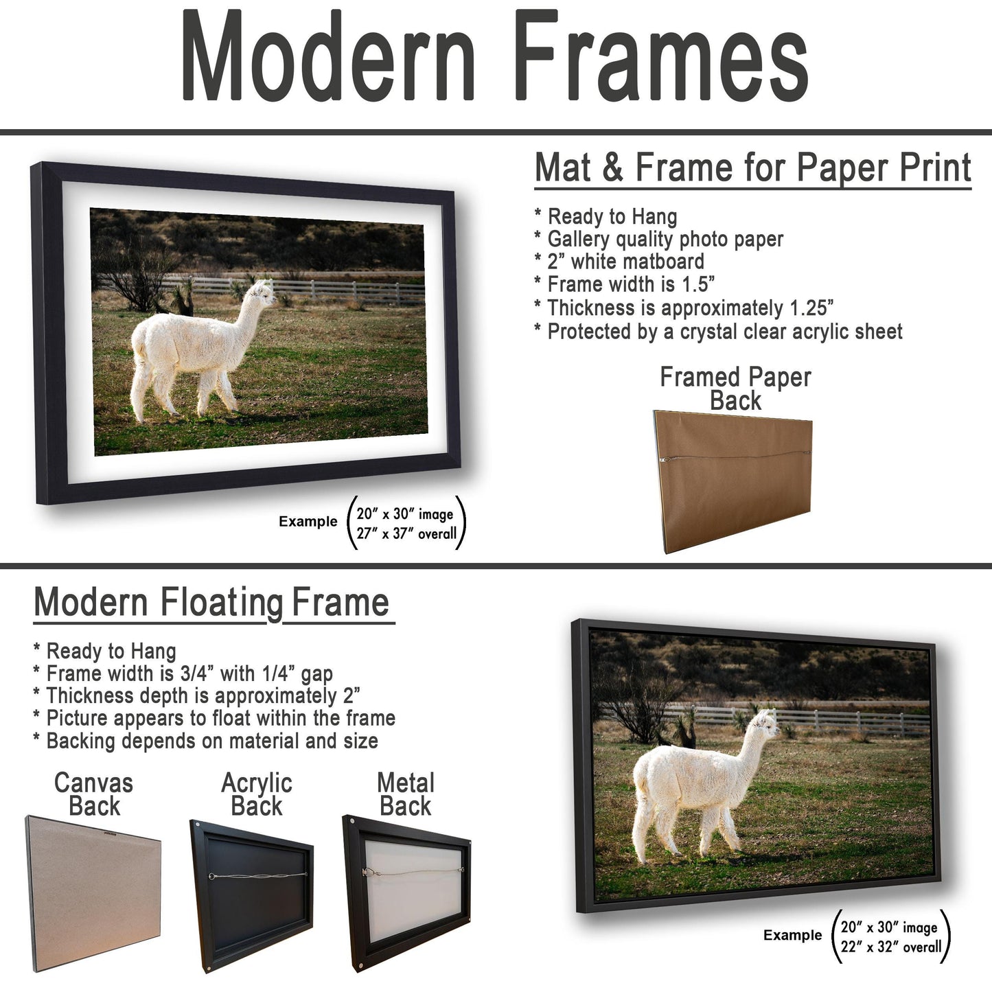 White Alpaca Walking in Pasture - South American Camelid Photography Print