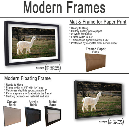 White Alpaca Walking in Pasture - South American Camelid Photography Print