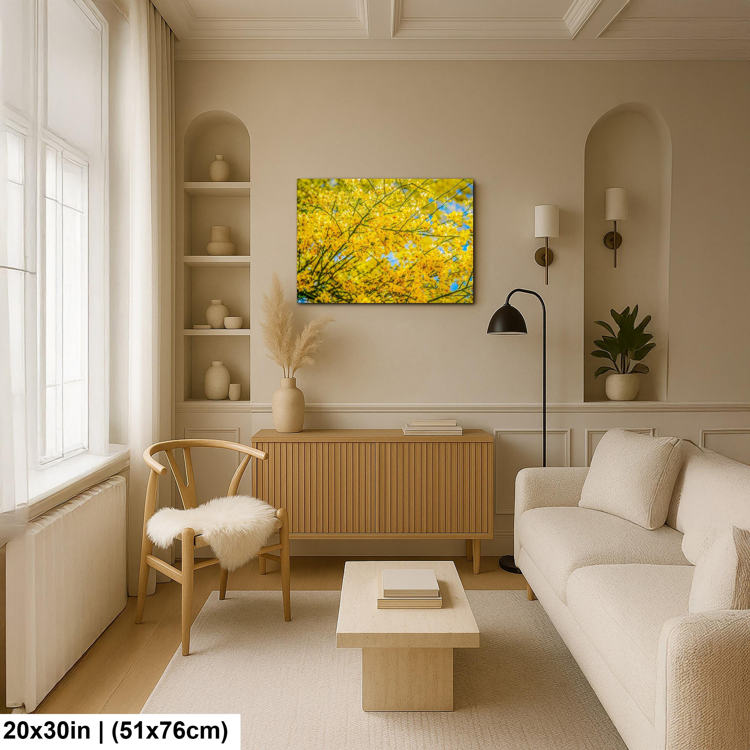 Palo Verde Spring Bloom Photography Print, Saguaro National Park Tucson Arizona, Yellow Desert Flowers Wall Art