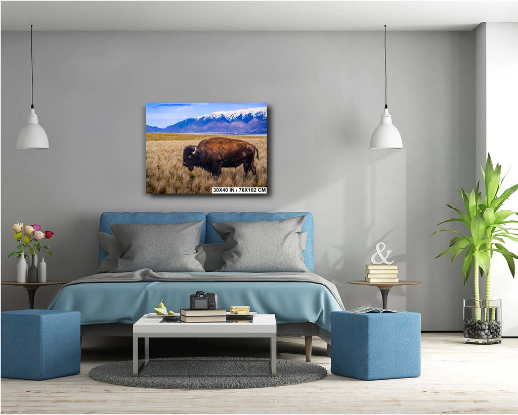 Bison Canvas Art Print: Antelope Island, Utah Wildlife Photography