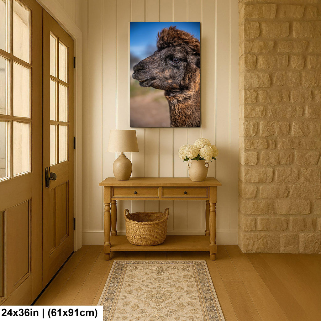 Brown Alpaca Portrait, Tucson Arizona, Photography Print Wall Art