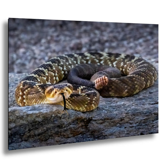 Black-Tailed Rattlesnake Print – Tucson Desert Wildlife Art | Ready to Hang Canvas