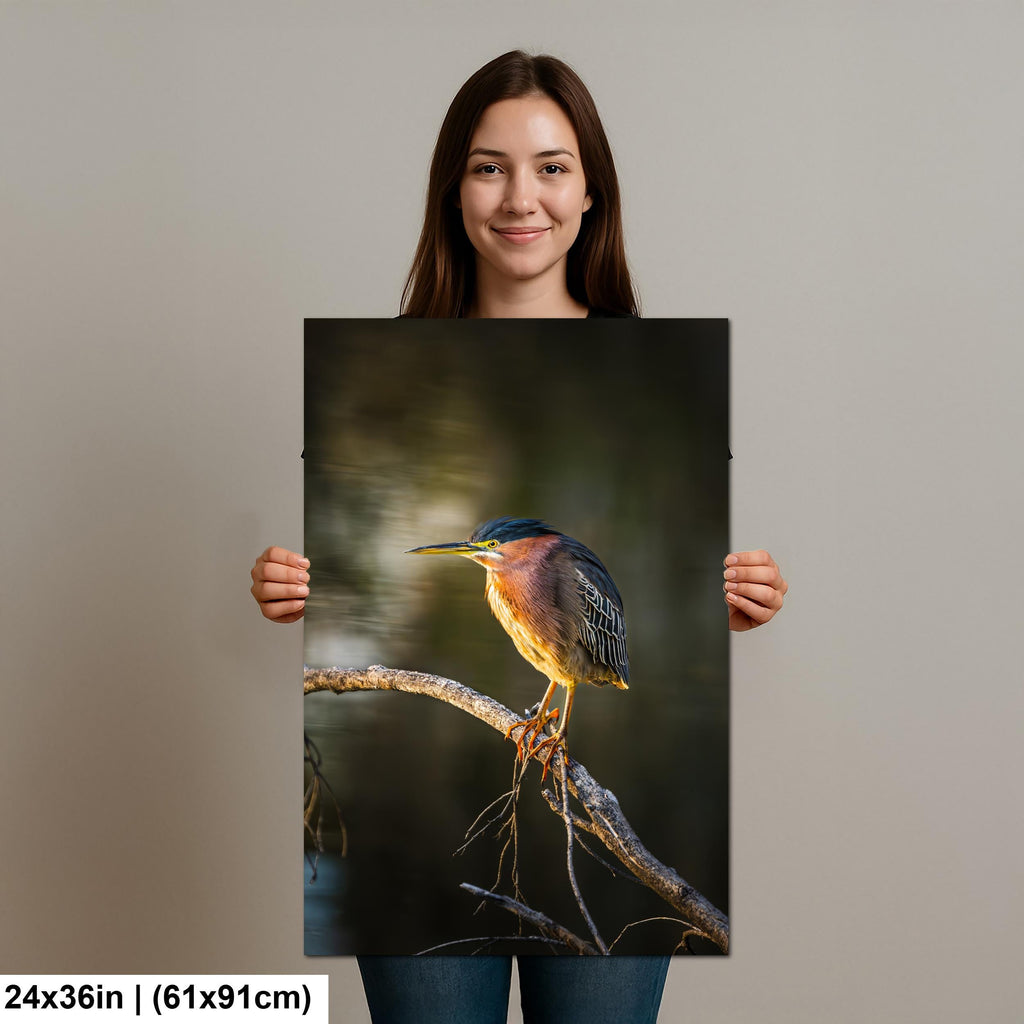 Green Heron Photography Print, Agua Caliente Park Tucson Arizona, Bird Wall Art, Nature Home Decor, Wildlife Gift