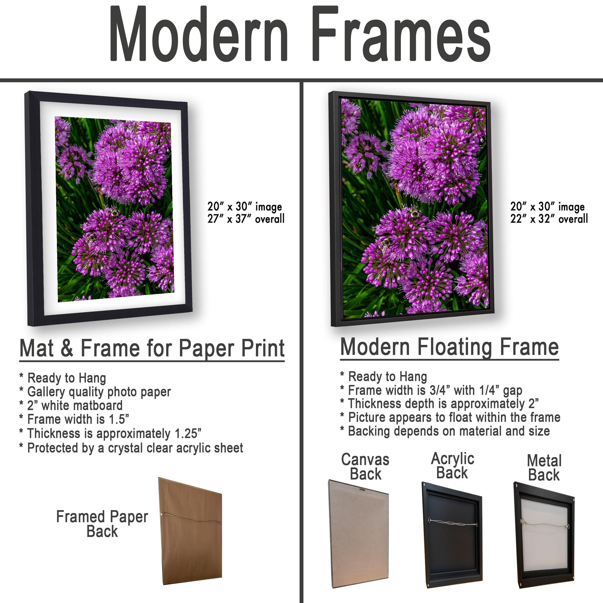 Purple Allium Blooms: Botanical Macro Flower Garden Photography Wall Art