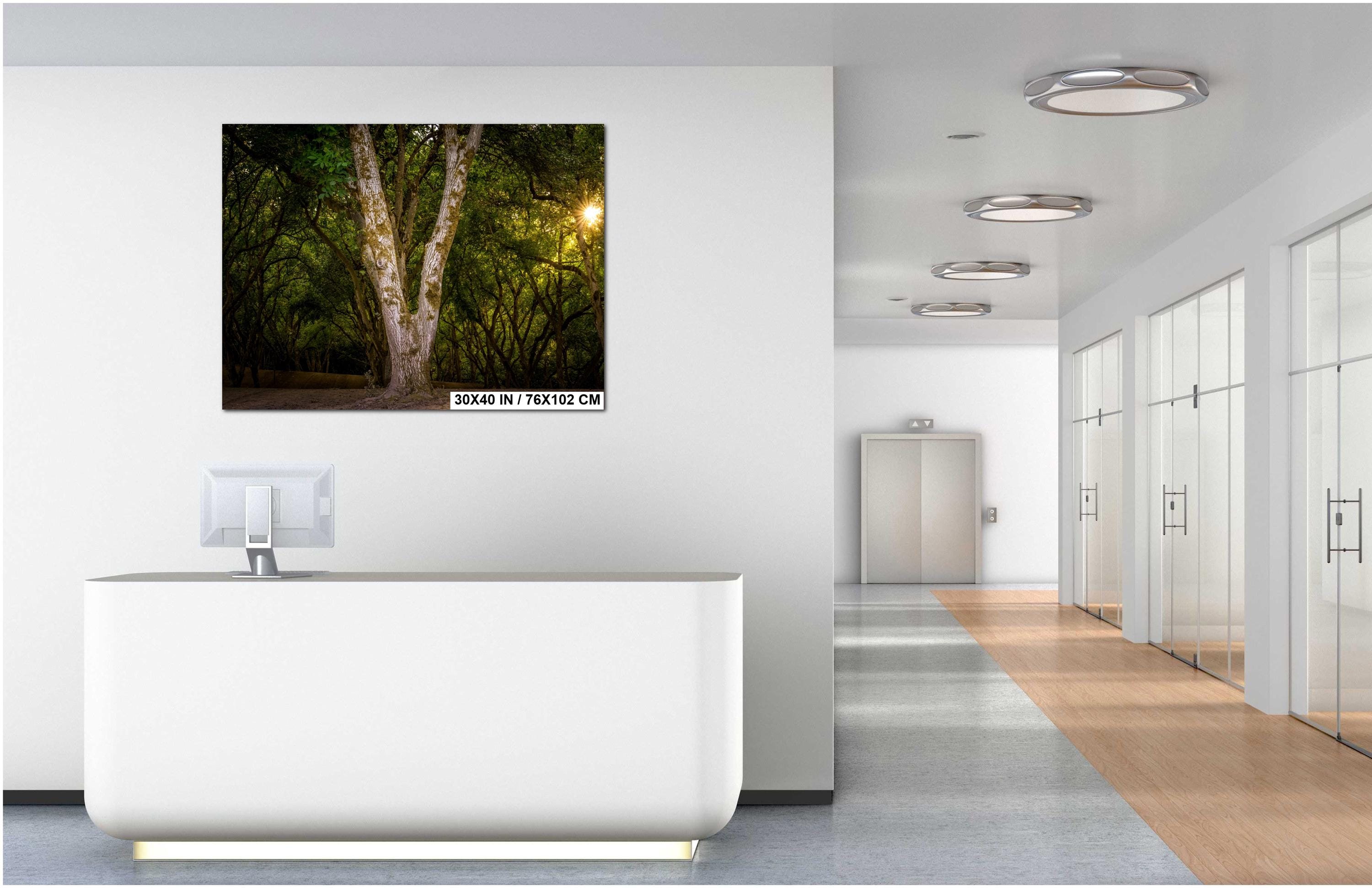 Oregon Forest Sunburst Tree Print, Pacific Northwest Nature Wall Art