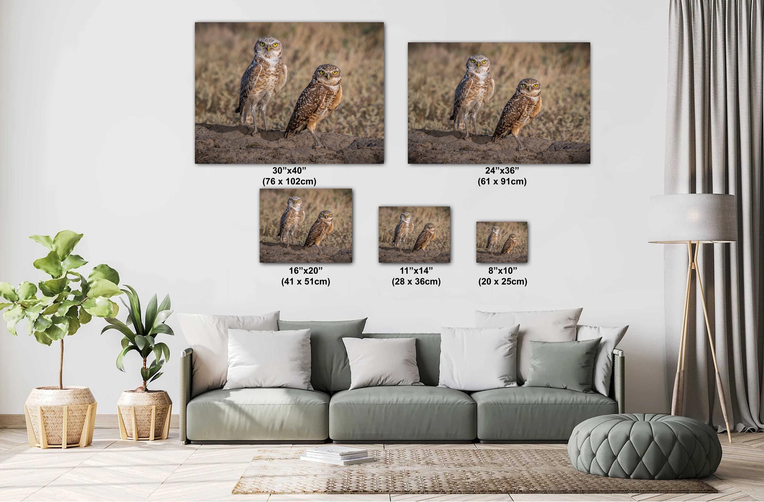 Burrowing Owls Pair Badlands National Park South Dakota Wildlife Photo Print, Nature Wall Art Decor Bird Wildlife Photography Metal Canvas