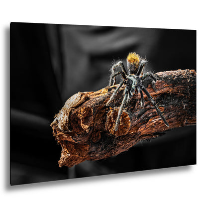 Arizona Blonde Tarantula on Desert Wood Southwest Wildlife Photography Print
