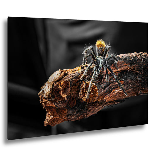 Arizona Blonde Tarantula on Desert Wood Southwest Wildlife Photography Print