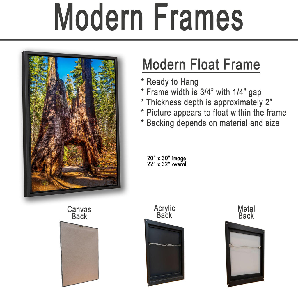 Giant Gateway: Tuolumne Grove Yosemite National Park Photography Wall Art