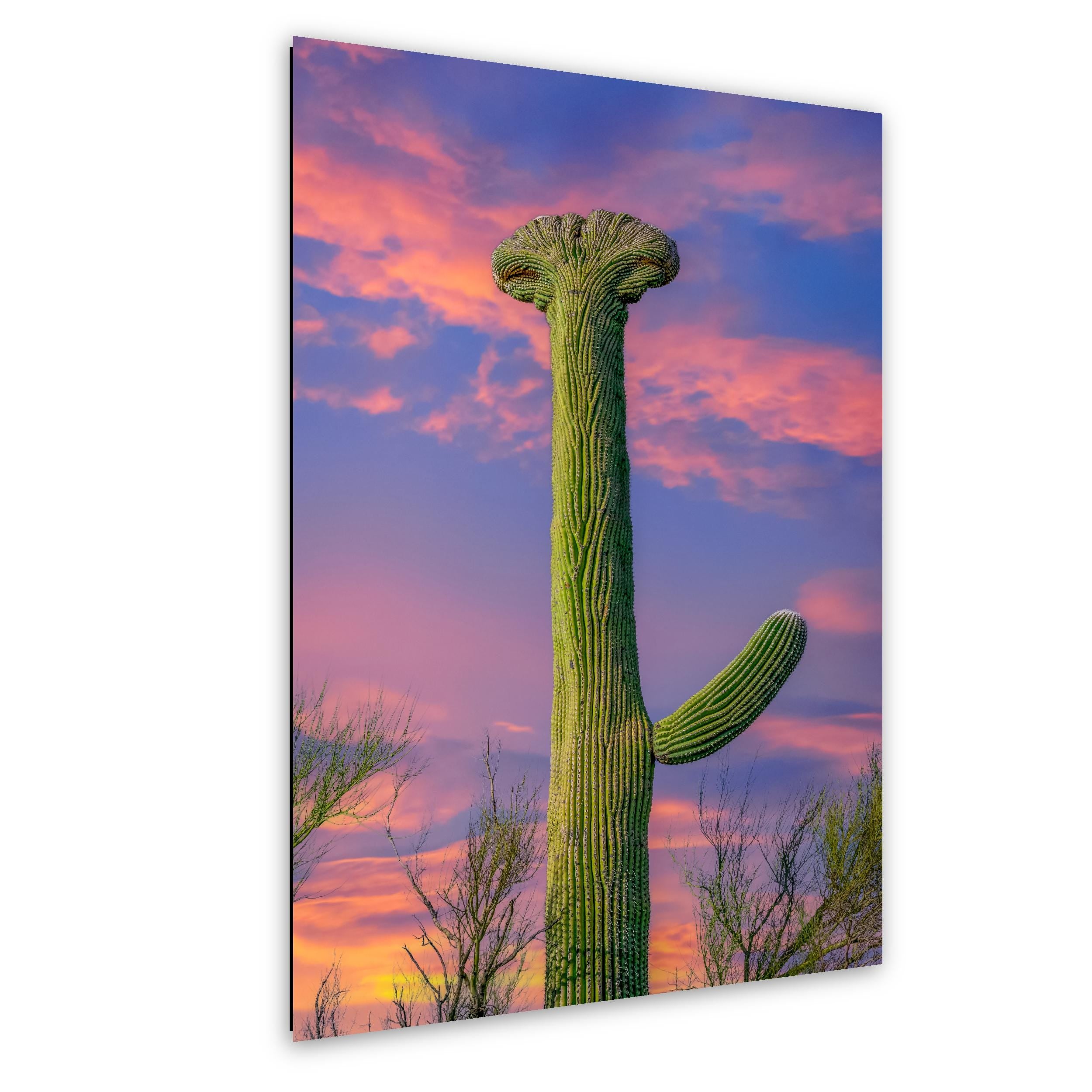 Crested Saguaro Cactus at Sunset - Saguaro National Park East Tucson Photography Print