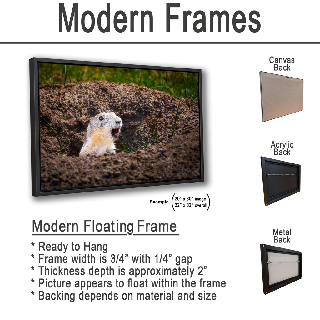 Burrow Scout: Prairie Dog Devils Tower Wyoming Wildlife Photo Wall Art