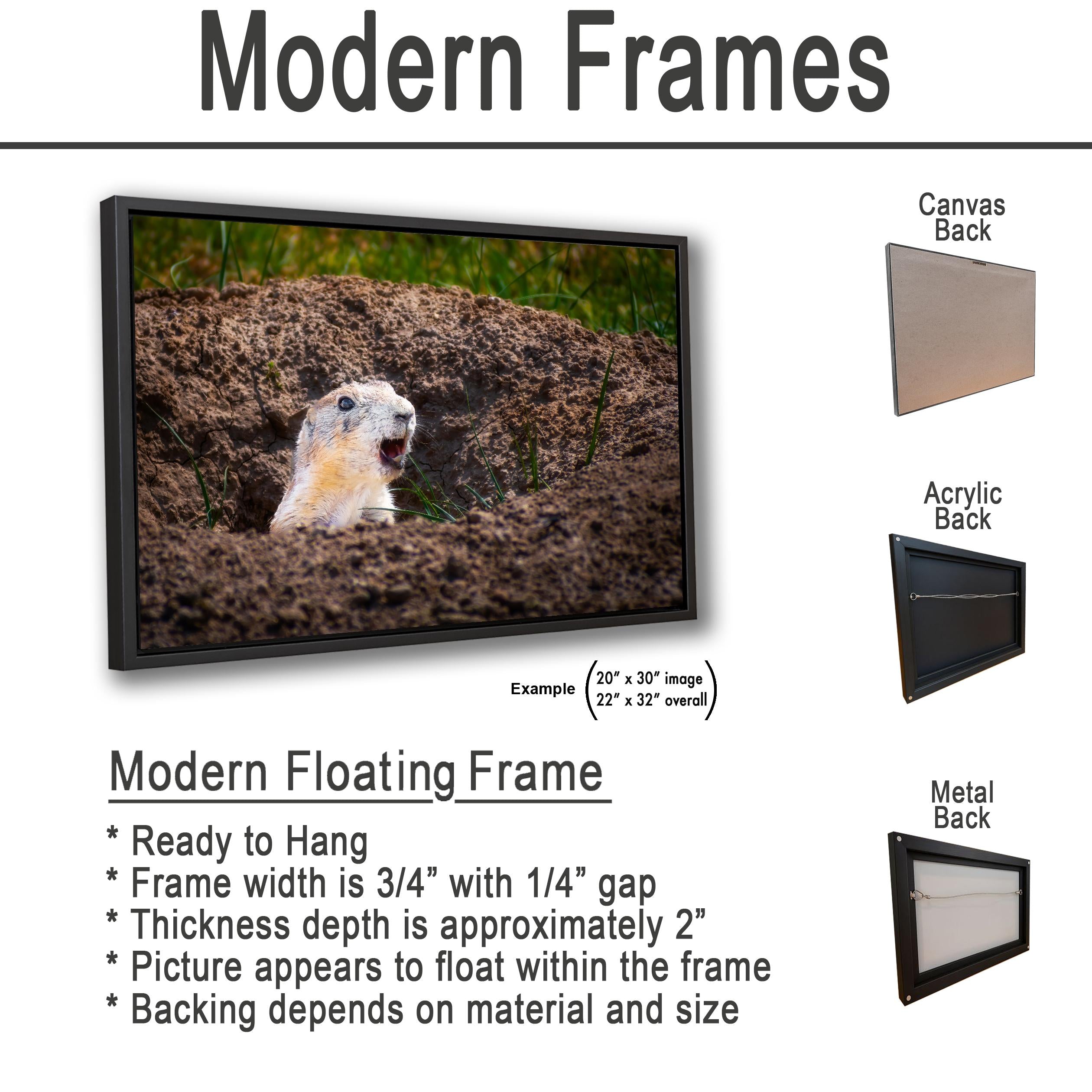 Burrow Scout: Prairie Dog Devils Tower Wyoming Wildlife Photo Wall Art
