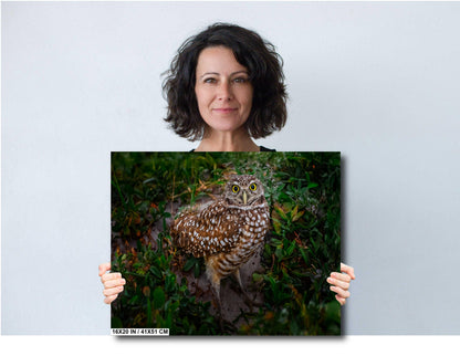 Burrowing Owl with Unblinking Eyes in Cape Coral’s Green Haven The Americas Print Wall Art Photography Aluminum/Acrylic/Metal/Canvas