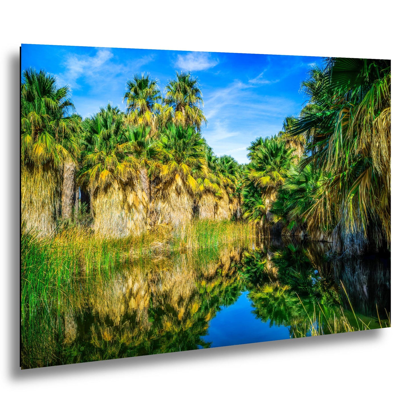 Palm Oasis Reflection Photography Print, Coachella Valley Preserve California, Desert Water Nature Wall Art
