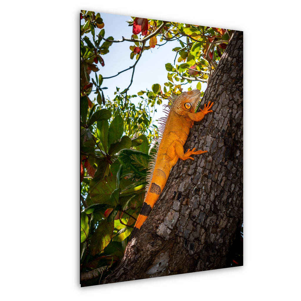Key West Orange Iguana on Tree Trunk Photography Print, Florida Wildlife Photo, Tropical Nature Decor Reptile Wall Art Aluminum/Metal/Canvas