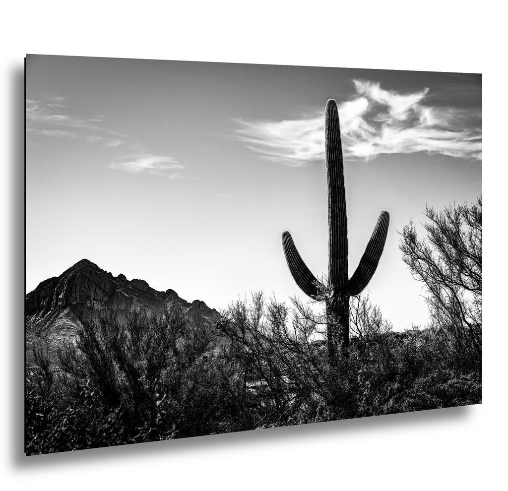 Desert Sentinel: Saguaro Cactus Oro Valley AZ Black White Photo Wall Art