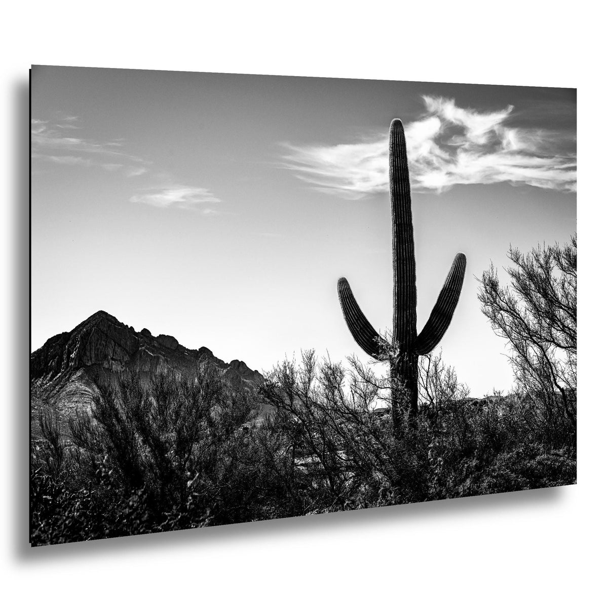 Desert Sentinel: Saguaro Cactus Oro Valley AZ Black White Photo Wall Art