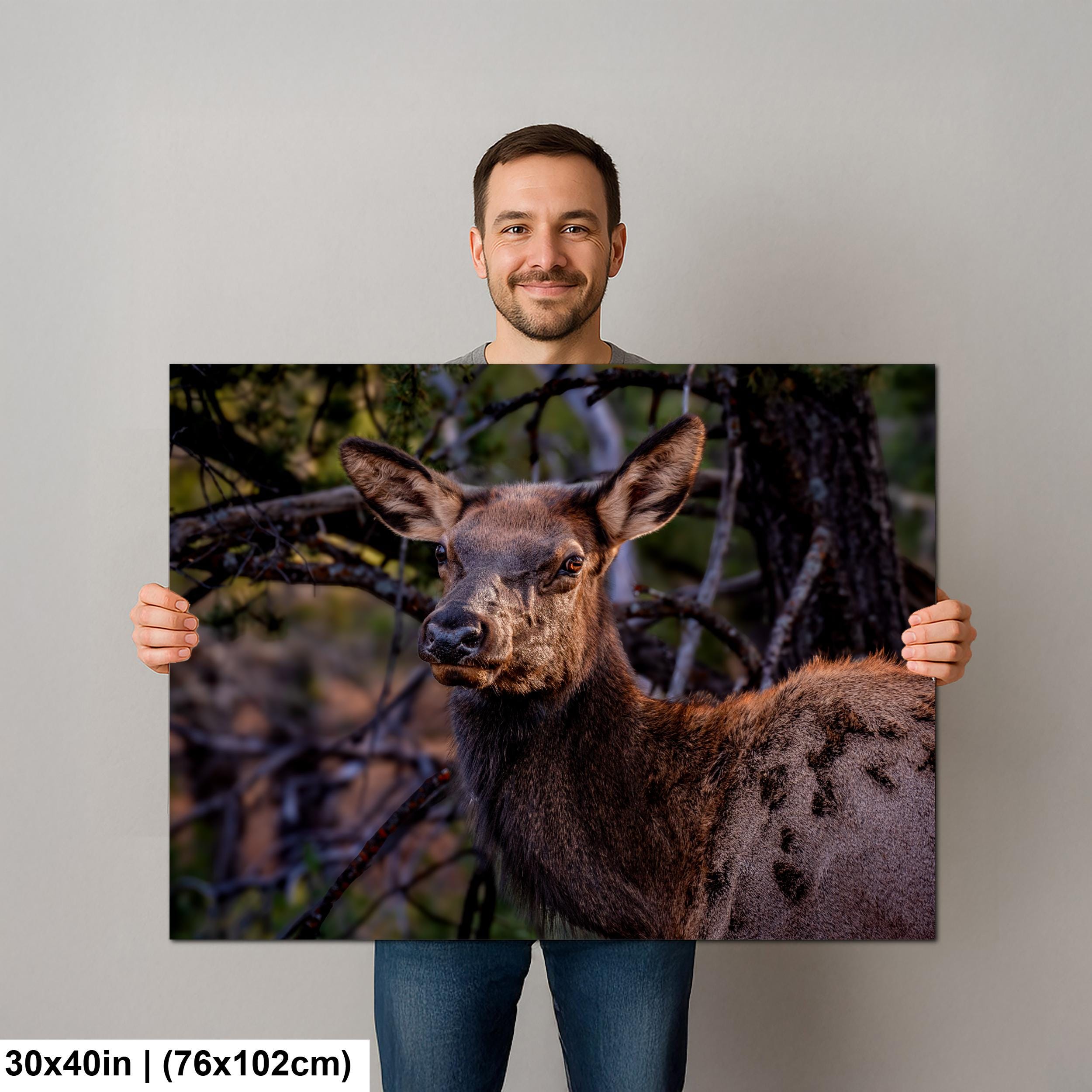 Young Elk Portrait, Arizona Wildlife Wall Art, Forest Animal Nature Decor Photography Print