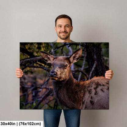 Young Elk Portrait, Arizona Wildlife Wall Art, Forest Animal Nature Decor Photography Print