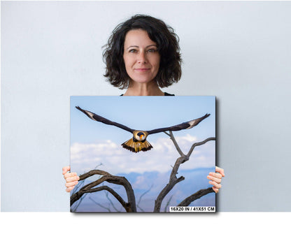 Crested Caracara in Flight: Arizona Desert Wildlife Photography Print