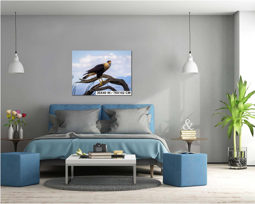 Crested Caracara Fine Art Print: Arizona Desert Wildlife Photography
