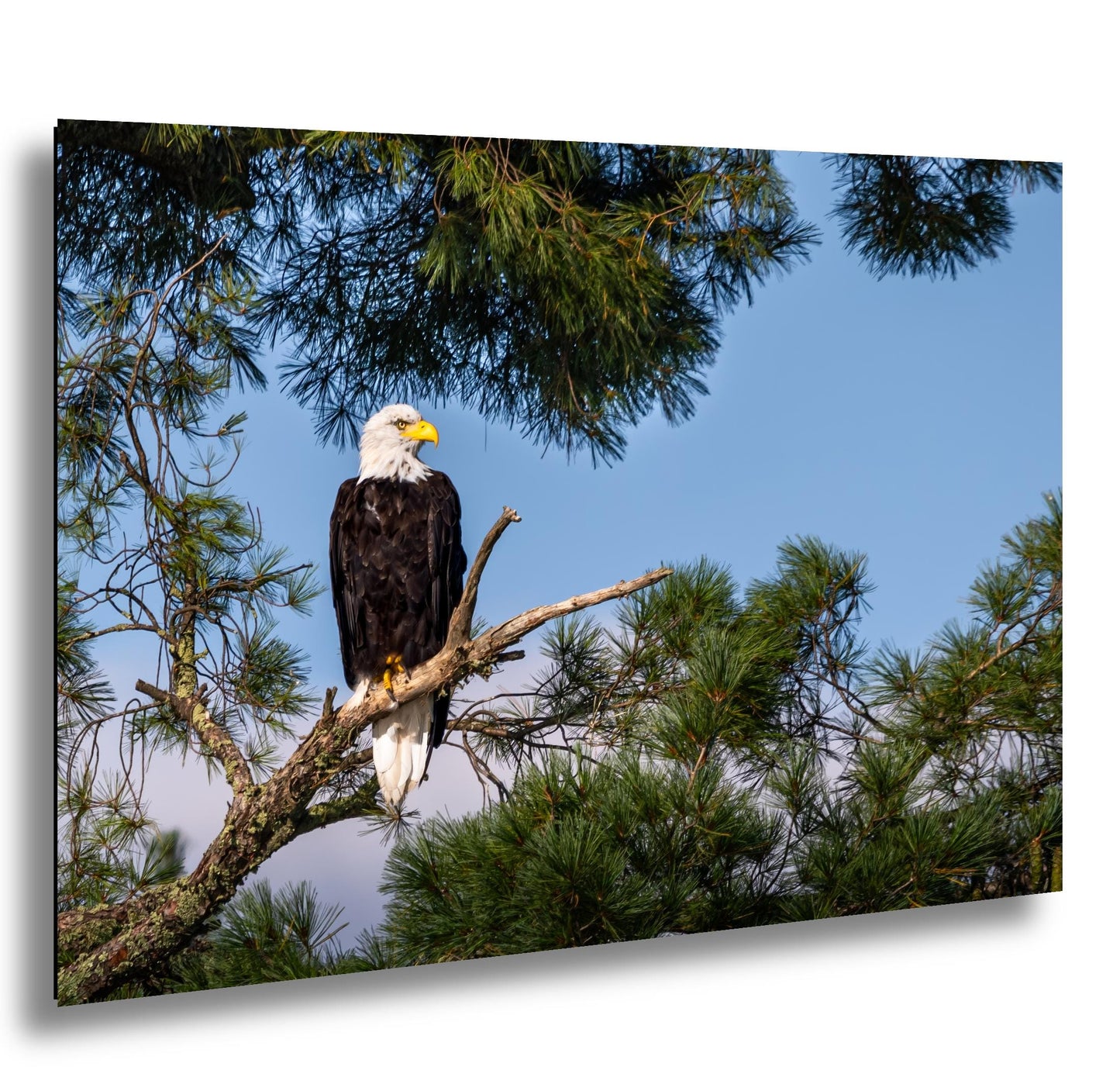 Bald Eagle Photography Print: Voyageurs National Park, Wildlife Art