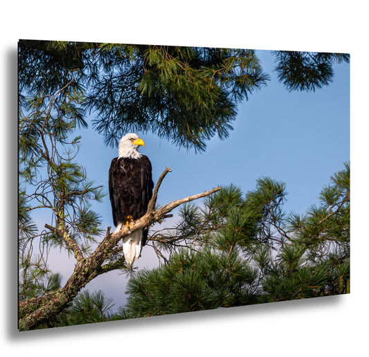 Bald Eagle Photography Print: Voyageurs National Park, Wildlife Art