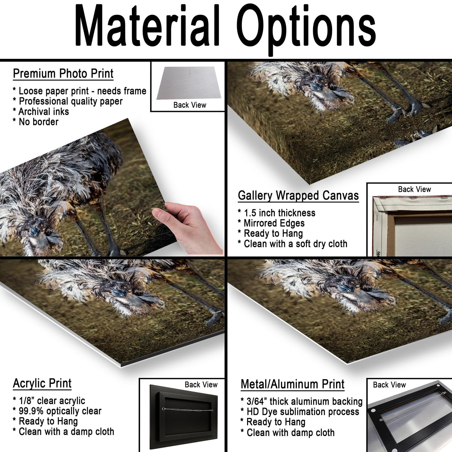 Emu Wildlife Portrait with Textured Feathers - Benson Arizona Photography Print