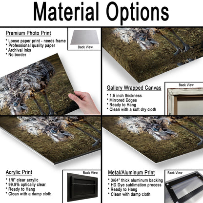 Emu Wildlife Portrait with Textured Feathers - Benson Arizona Photography Print