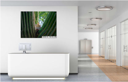 Mourning Dove in Saguaro Cactus Nest Arizona Desert Wildlife