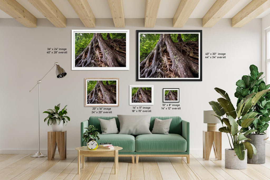 Tangled Roots: Medusa Tree Falls Park Greenville SC Nature Photo Wall Art