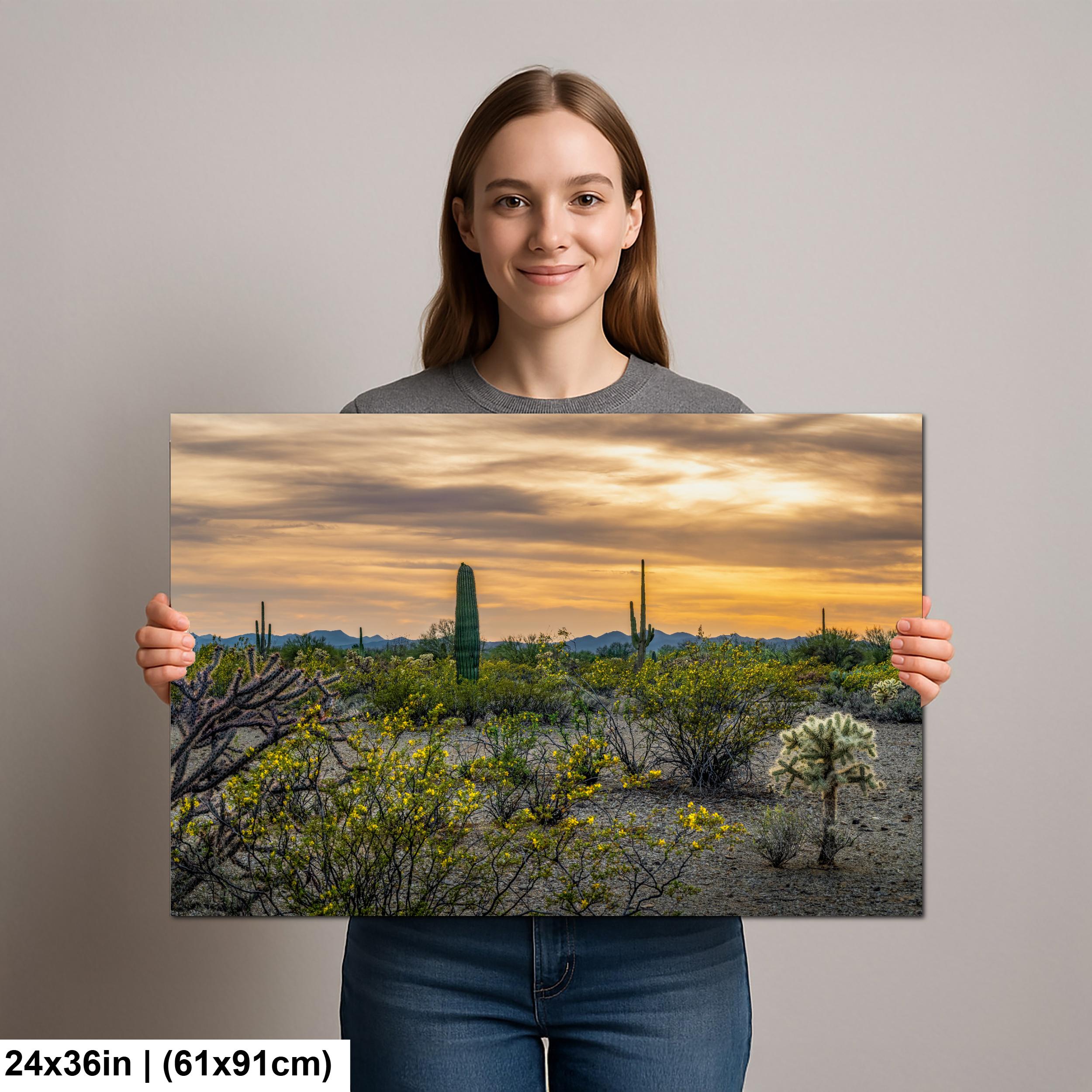 Spring Wildflowers and Saguaros at Dusk Tucson Arizona Photography Print