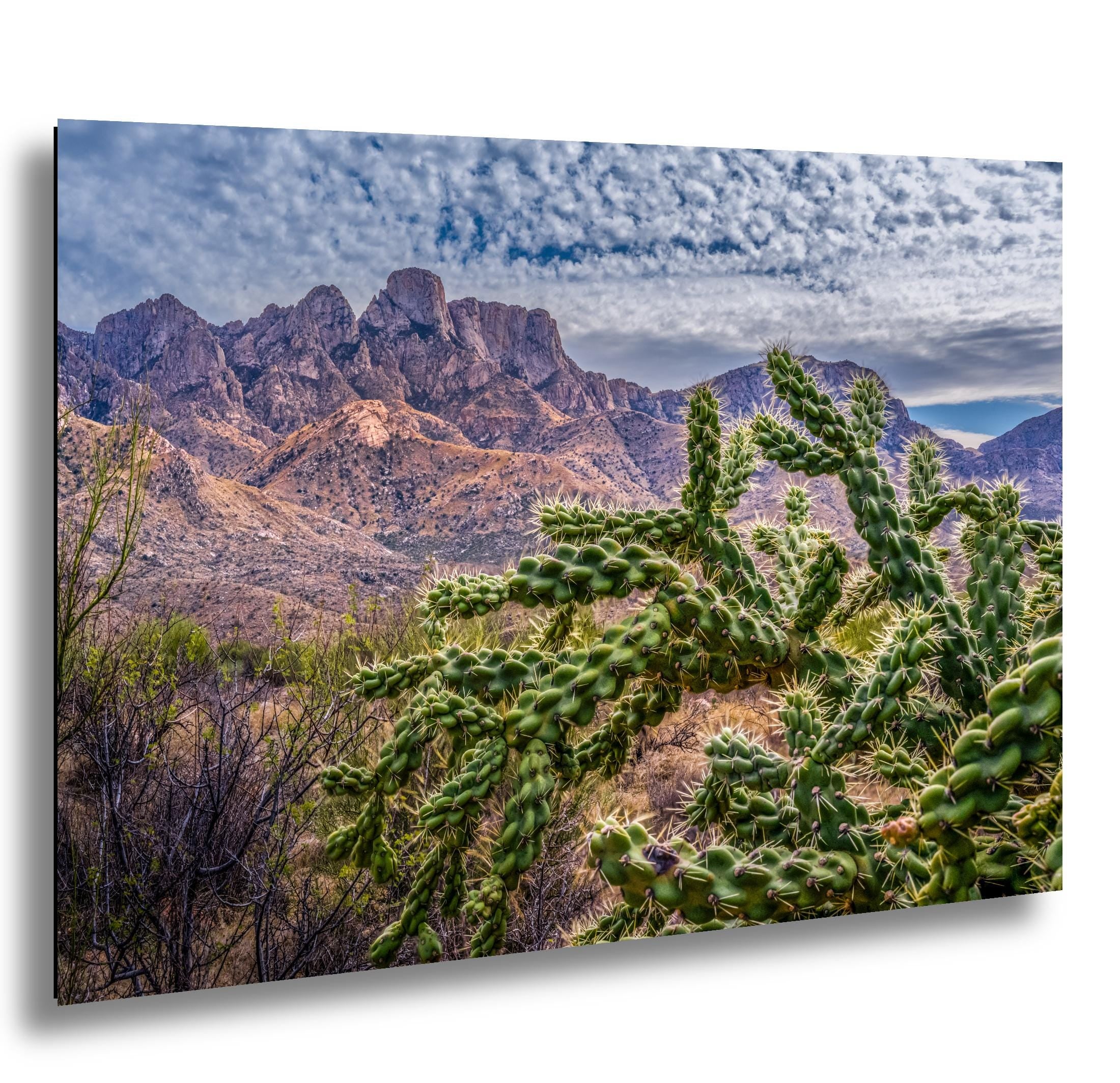 Cholla Cactus Arizona Desert Landscape Photography Wall Art
