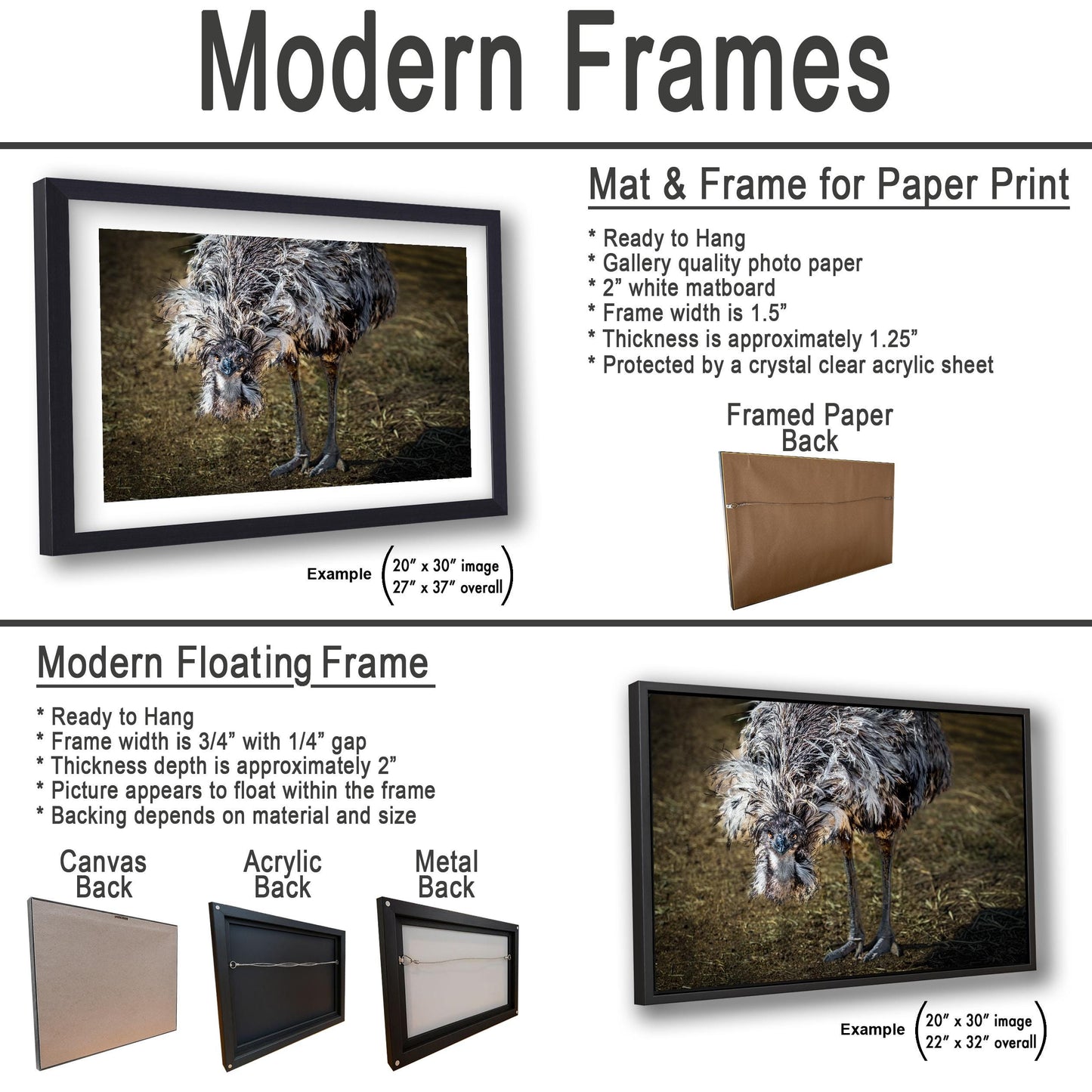 Emu Wildlife Portrait with Textured Feathers - Benson Arizona Photography Print