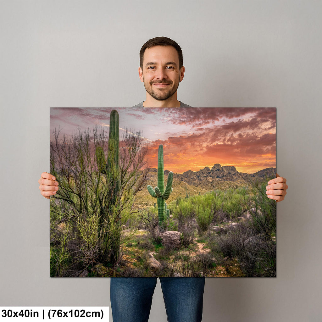 Sonoran Desert Sunset with Saguaros - Catalina State Park Tucson Arizona Photography Print