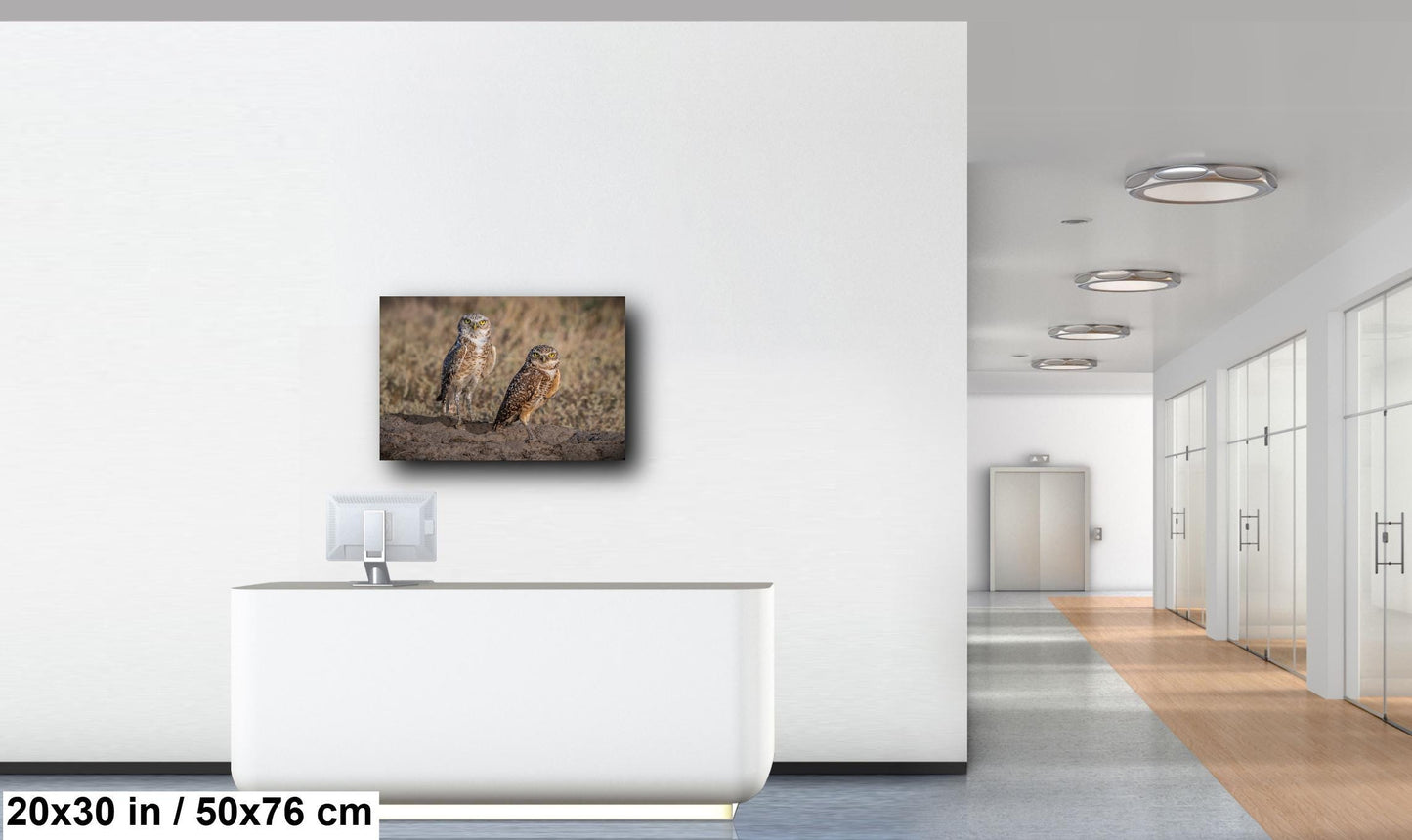 Burrowing Owls Pair Badlands National Park South Dakota Wildlife Photo Print, Nature Wall Art Decor Bird Wildlife Photography Metal Canvas