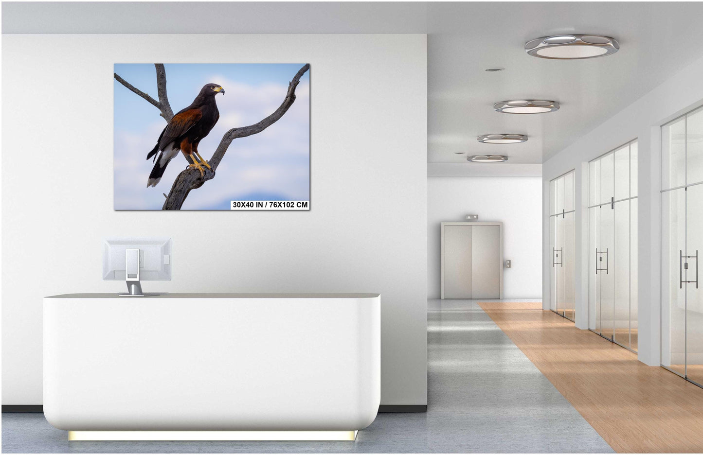 Harris's Hawk Perched: Arizona Desert Wildlife Photography Print