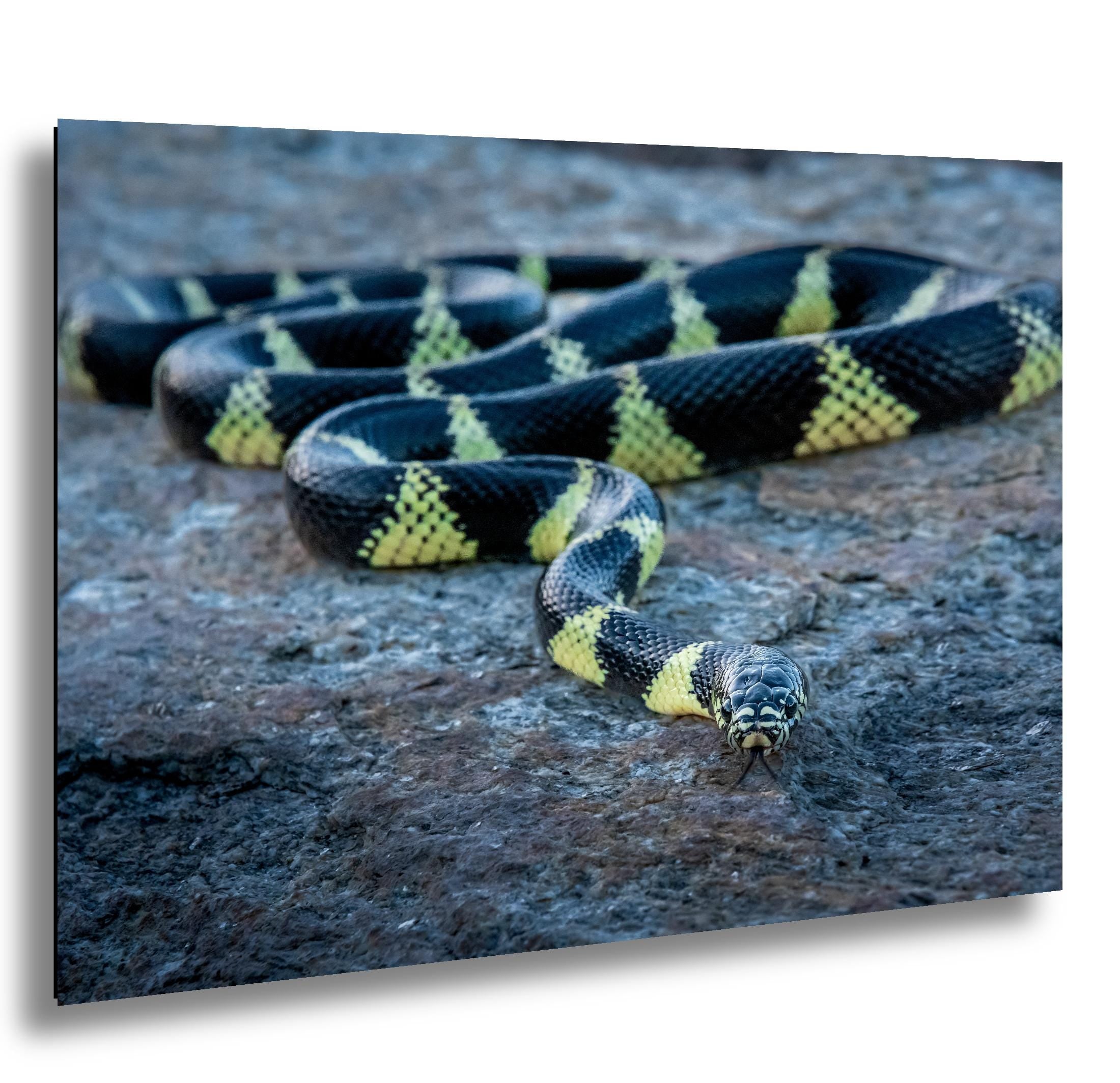 California Kingsnake Print – Desert Snake Art | Wildlife Snake Photo Wall Decor